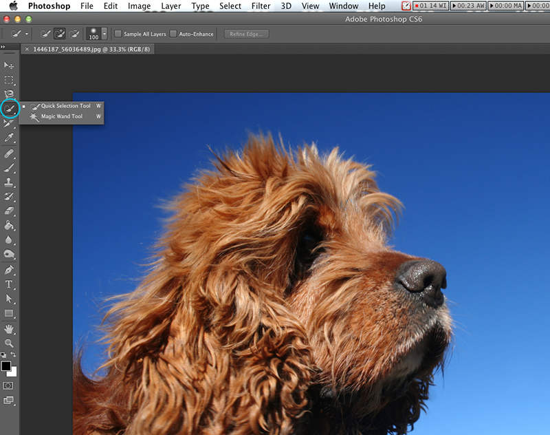 Для этого изображения мы будем использовать инструмент «Быстрый выбор», чтобы захватить голубое небо вокруг головы собаки